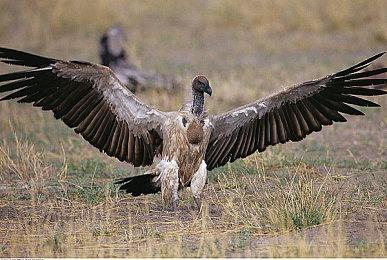 除《星际：异端先知》之外 顽皮狗还有一个大型项目